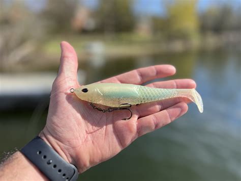 pictures of shad bait fish.